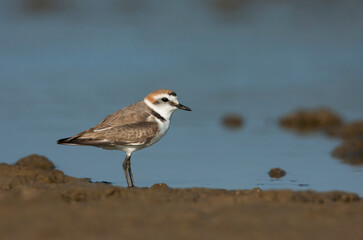 Strandplevier, Kentish Plover, Charadrius alexandrinus