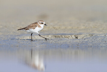 Strandplevier, Kentish Plover, Charadrius alexandrinus