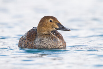 King Eider, Koningseider, Somateria spectabilis