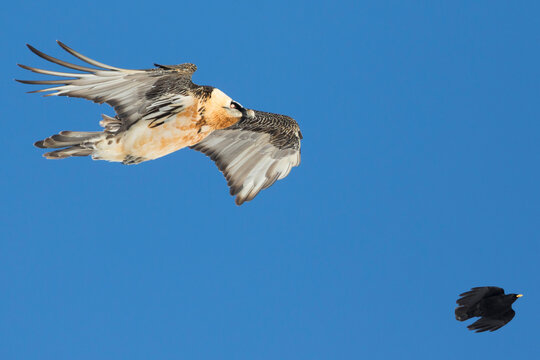 Bearded Vulture, Gypaetus barbatus barbatus