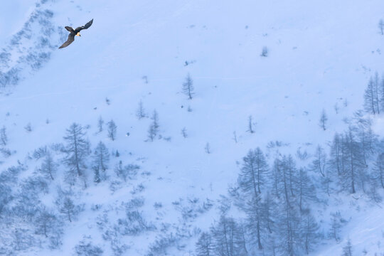 Bearded Vulture, Gypaetus barbatus barbatus
