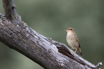 Kleine Sprinkhaanzanger, Lanceolated Warbler, Locustella lanceolata