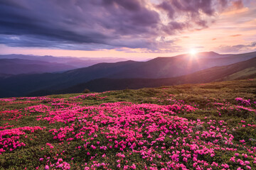 Obraz premium Scenery of the sunrise at the high mountains. A lawn covered with flowers of pink rhododendron. Dramatic sky. Amazing summer day. The revival of the planet. Location Carpathian, Ukraine, Europe.