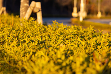 夕日を浴びた植物