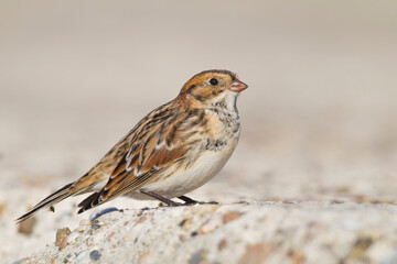 Ijsgors, Lapland Longspur, Calcarius lapponicus