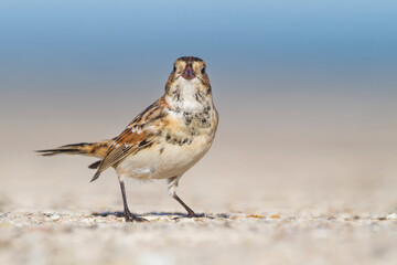 Ijsgors, Lapland Longspur, Calcarius lapponicus