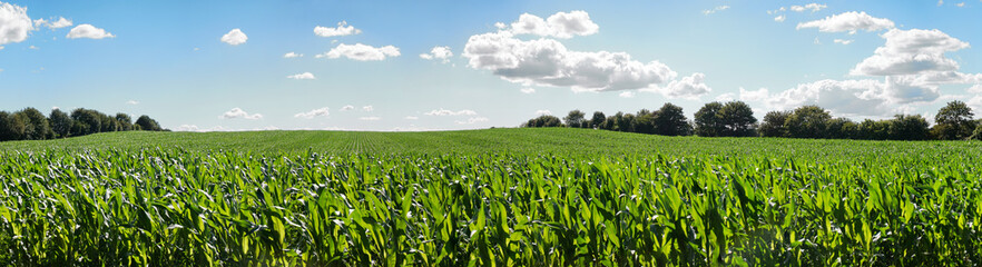 Maisfeld im Sommer - Mais auf dem Feld, Landwirtschaft Panorma