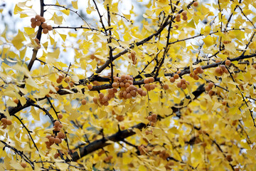 Ginkgo biloba tree with ripe fruits and yellow leaves, in autumn in the park.