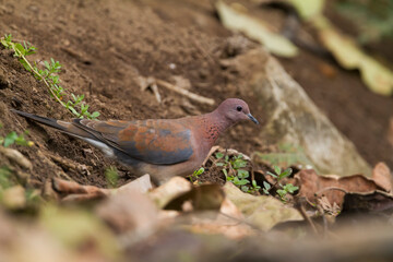 Palmtortel, Laughing Dove, Streptopelia senegalensis cambayensis