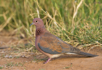 Palmtortel, Laughing Dove, Streptopelia senegalensis