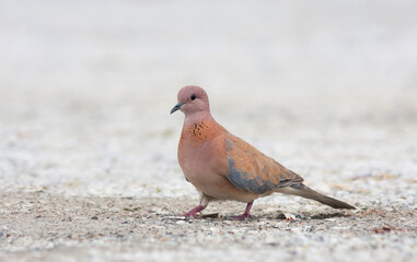Palmtortel, Laughing Dove, Streptopelia senegalensis