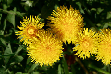 Gelbe Löwenzahnblüte, Makroaufnahme, Deutschland, Europa