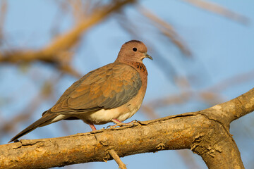 Palmtortel, Laughing Dove, Streptopelia senegalensis cambayensis