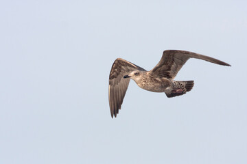 Kleine Mantelmeeuw, Lesser Black-backed Gull, Larus fuscus
