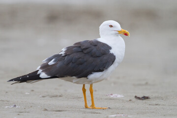 Kleine Mantelmeeuw, Lesser Black-backed Gull, Larus fuscus