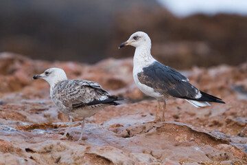 Kleine Mantelmeeuw, Lesser Black-backed Gull, Larus fuscus