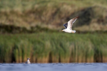 Kleine Mantelmeeuw, Lesser Black-backed Gull, Larus fuscus