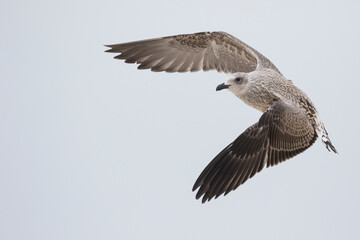 Kleine Mantelmeeuw, Lesser Black-backed Gull, Larus fuscus