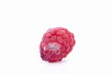 Rotten raspberries isolated on white background. mold on the raspberries