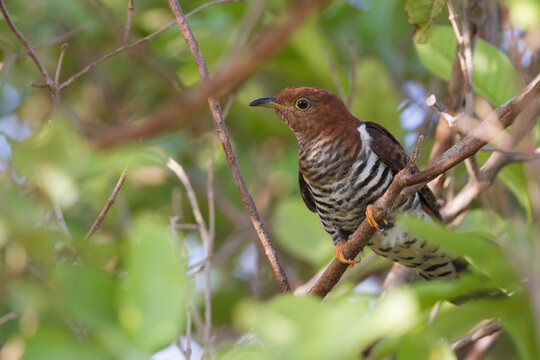 Lesser Cuckoo, Cuculus Poliocephalus