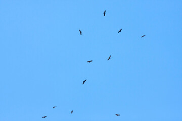 Lesser Spotted Eagle, Schreeuwarend, Aquila pomarina