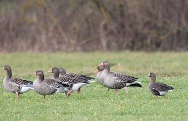 Dwerggans, Lesser White-fronted Goose, Anser erythropus