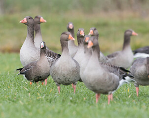 Dwerggans, Lesser White-fronted Goose, Anser erythropus