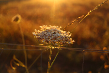 White Wild Flower in the golden sunshine