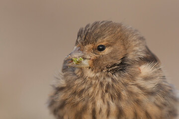 Kneu, Common Linnet, Linaria cannabina