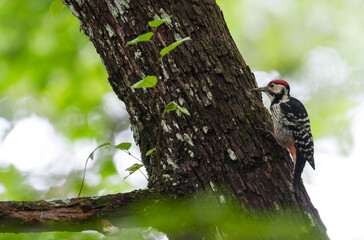 Lilford's Witrugspecht, Lilford's Woodpecker, Dendrocopus leucotos lilfordi