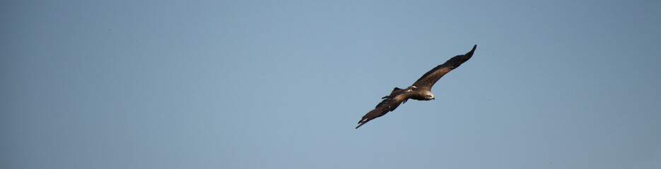 red and black kite flying in blue sky