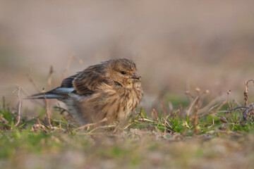Kneu, Common Linnet, Linaria cannabina