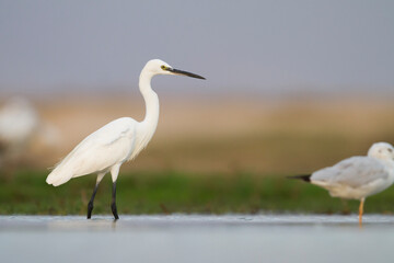 Kleine Zilverreiger, Little Egret, Egretta garzetta