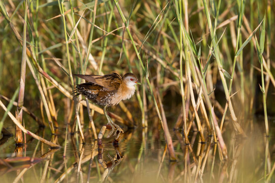 Little Crake; Klein Waterhoen; Porzana parva