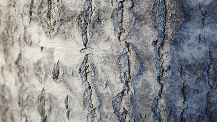 Aspen tree bark, gray tree bark background