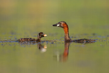 Dodaars, Little Grebe, Tachybaptus ruficollis