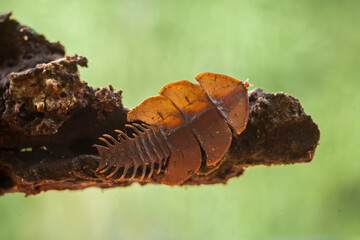 Trilobite Beetle on Branch