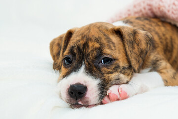 Cute little brindle pitbull puppy lies on a paw. Dog isolated on white background