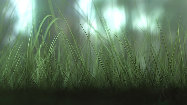Wiese. Nahaufnahme. hoch gewachsenes Gras mit Bokeh - Natur, Landschaft - 3d Hintergrund