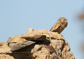 Steenuil, Little Owl, Athene noctua plumipes
