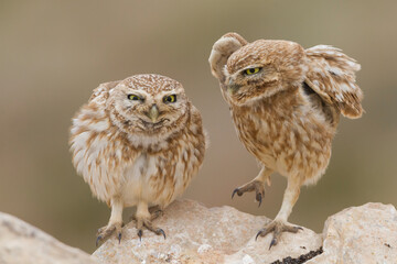 Woestijnsteenuil, Cucumiau, Athene noctua saharae