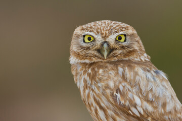 Woestijnsteenuil, Cucumiau, Athene noctua saharae