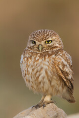 Woestijnsteenuil, Cucumiau, Athene noctua saharae