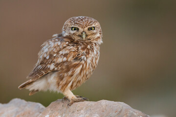 Woestijnsteenuil, Cucumiau, Athene noctua saharae