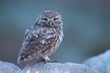 Woestijnsteenuil, Cucumiau, Athene noctua saharae