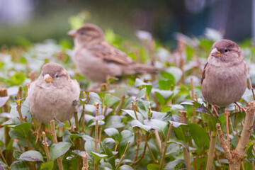 Sperlinge auf der Hecke