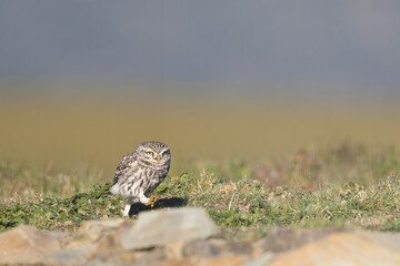 Steenuil, Little Owl, Athene noctua