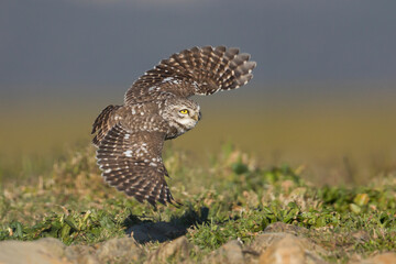 Steenuil, Little Owl, Athene noctua