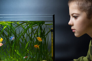 The boy is watching the aquarium fish. Pets. Acquaintance of children with nature.