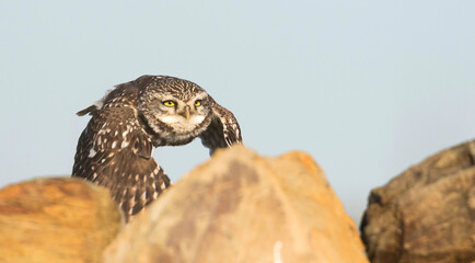 Steenuil, Little Owl, Athene noctua